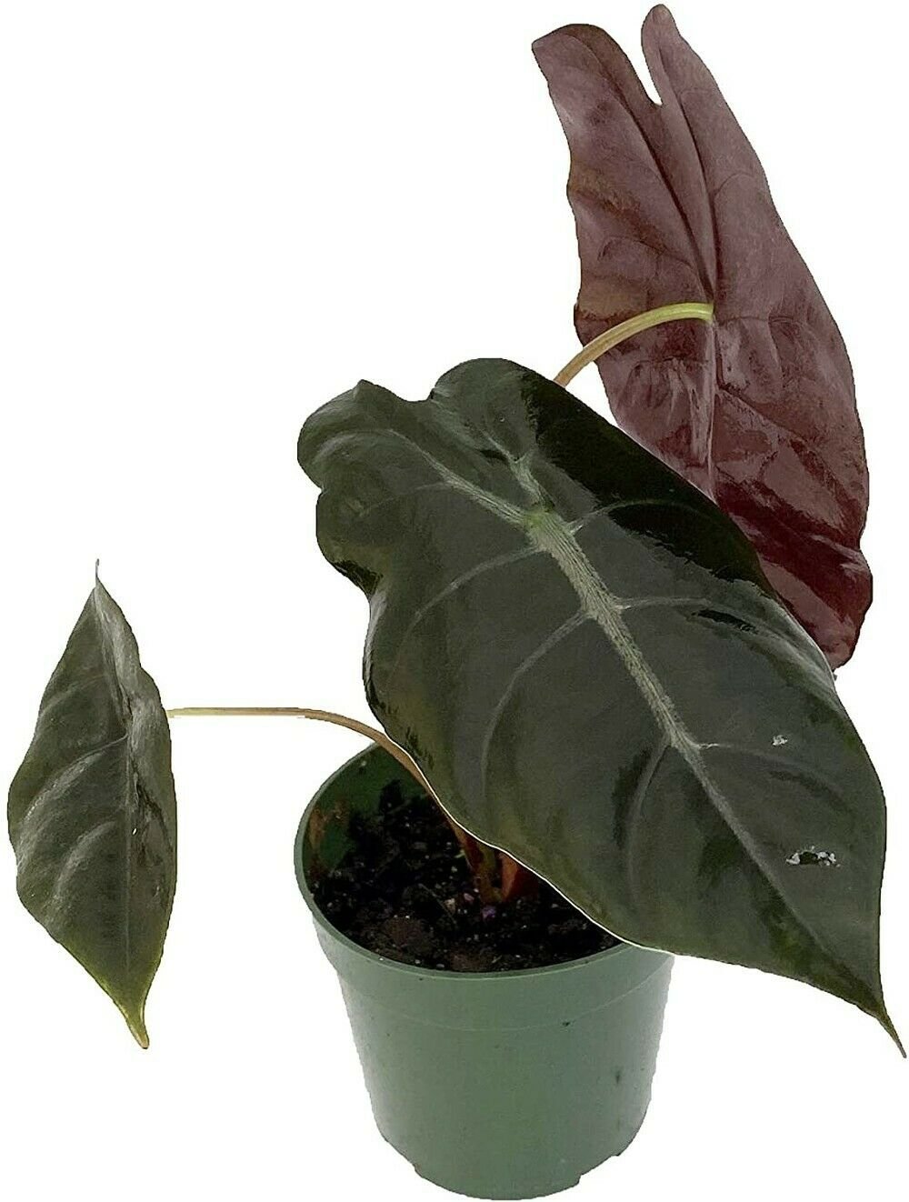 Alocasia African Mask Chantrieri Exotic Leaves Easy Grow House Live Plant 4" Pot