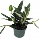 Cobra Philodendron Rare Strong Green Leaves Easy To Grow House Live Plant 6" Pot