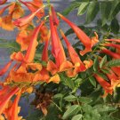 Trumpet Bush Esperanza Chicklet Orange Proven Winners Garden Live Plant 4" Pot