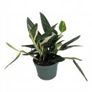 Rare Cobra Philodendron - Easy to Grow House Plant -6" Pot