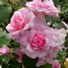 REMINISCENT™ Pink Rose - Proven Winners - 4" Pot