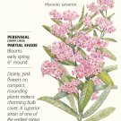 Victoria Pink Forget-Me-Not Seeds - .25 grams