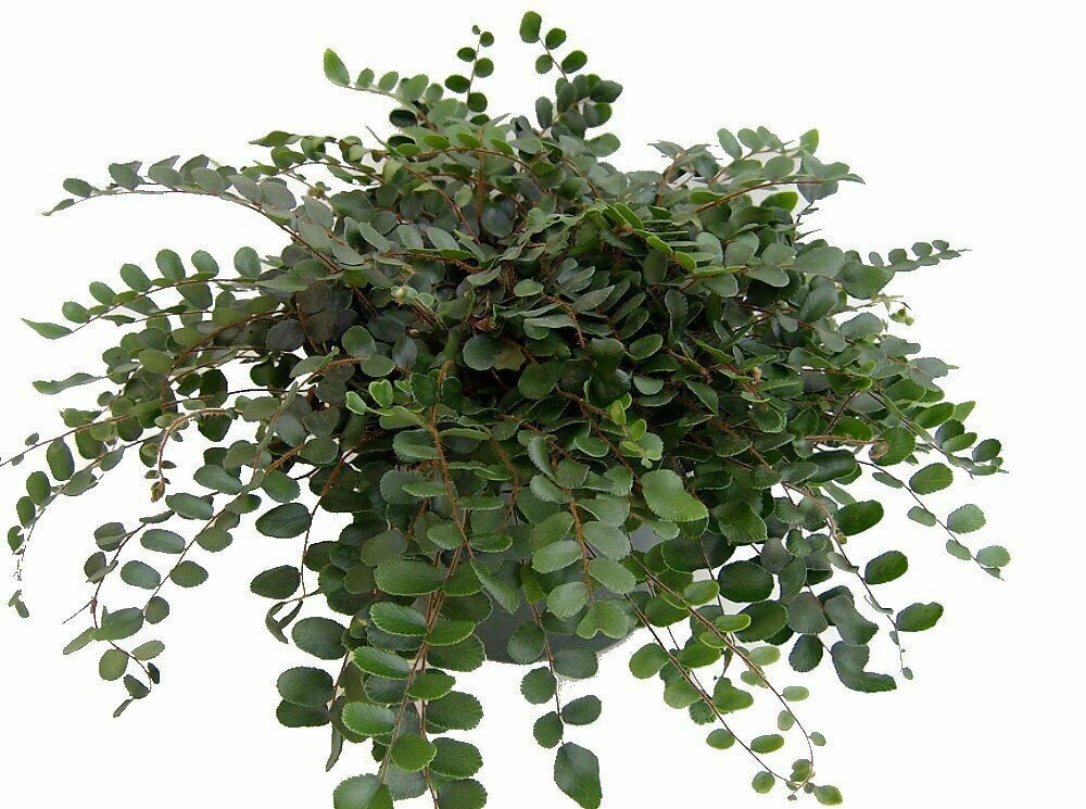 Hirt's GardensÂ® Button Fern - Pellaea rotundifolia - Unusual/Easy to Grow-4" Pot