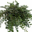 Hirt's Gardens® Button Fern - Pellaea rotundifolia - Unusual/Easy to Grow-4" Pot