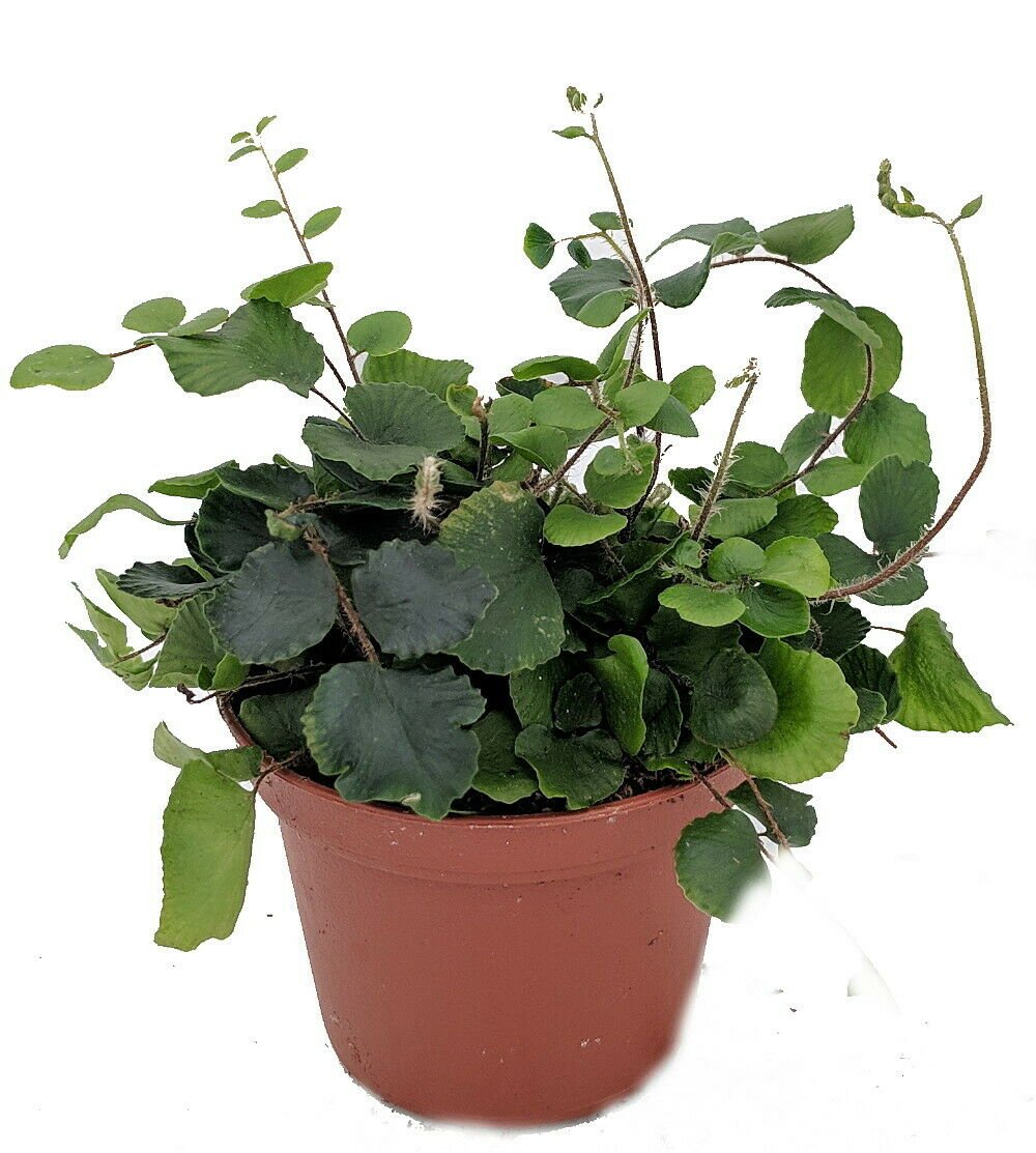 Button Fern - Pellaea rotundifolia - Unusual/Easy to Grow Fern - 2.5" Pot