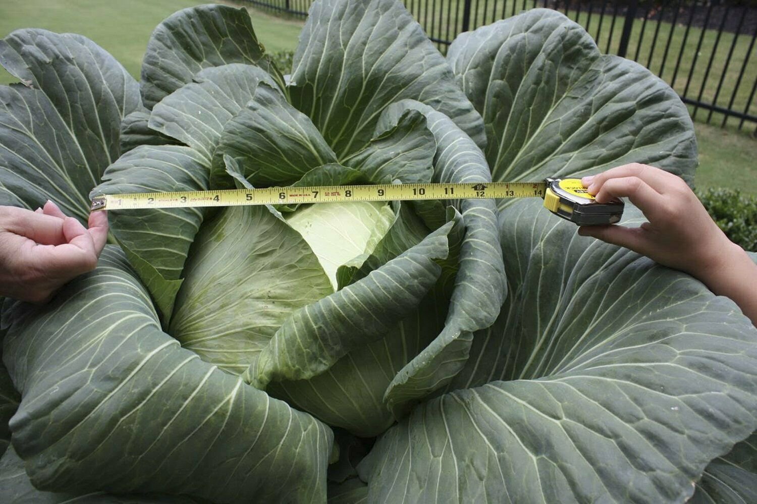 HUGE O-S Cross Giant Cabbage - 50 Seeds - 70lb HEAD