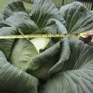 HUGE O-S Cross Giant Cabbage - 50 Seeds - 70lb HEAD
