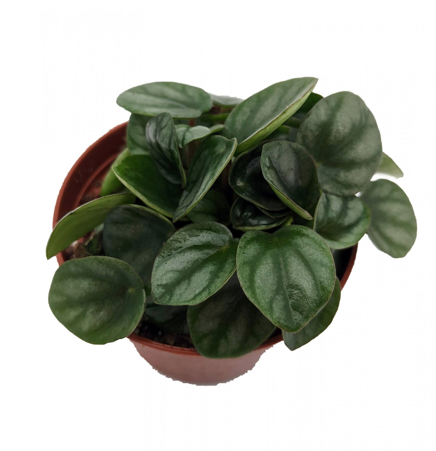 Little Toscani Peperomia Plant - 2.5" Pot - Easy to Grow!