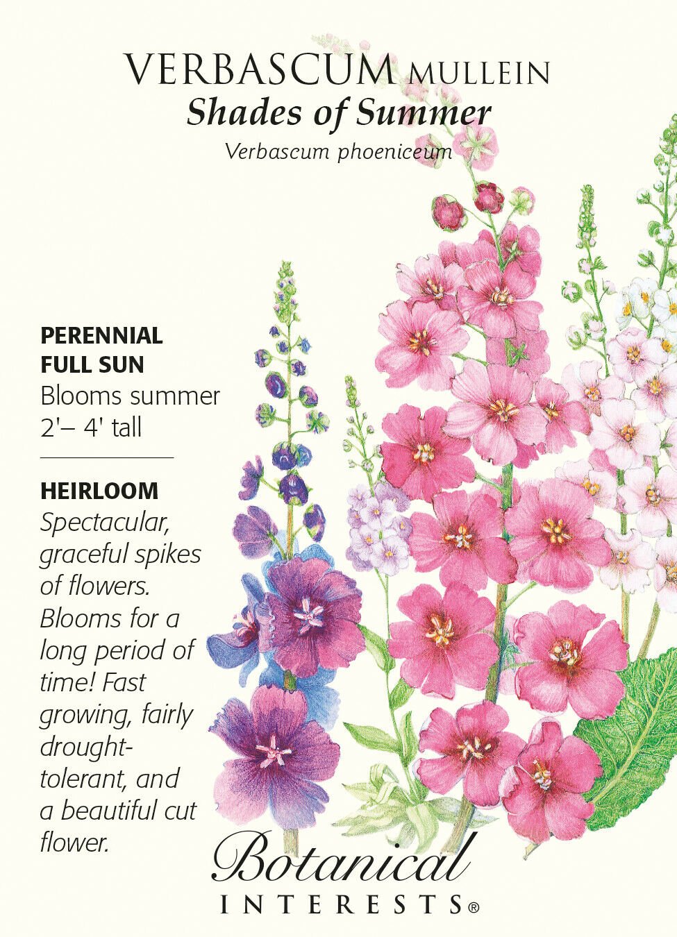 Shades of Summer Verbascum Mullein Seeds - 400 mg