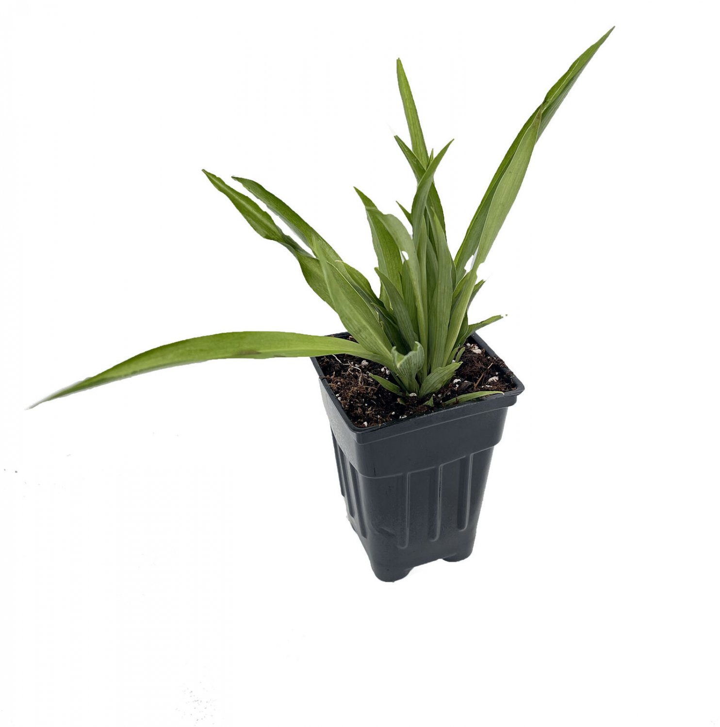 Shamrock Green Spider Plant - Easy to Grow - Cleans the Air - 2.5" Pot