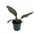 Imperial Red Philodendron - From Our Collector's Series - 4" Pot