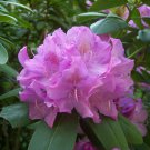 English Roseum Rhododendron - Classic Pink - 4" Pot