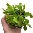 Venus Flytrap Plant - CARNIVOROUS - Dionaea - 3" Pot