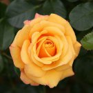 Parade Kyo Miniature Rose Bush - Fragrant/Hardy - 2.5" Pot
