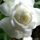 Snow Bride Miniature Rose Bush - Fragrant/Hardy - 2.5" Pot