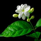 Ohio Grown Arabian Tea Jasmine Plant - Maid of Orleans - 4" Pot
