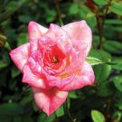 Baby Elizabeth Miniature Rose Bush - Fragrant/Hardy - 2.5" Pot