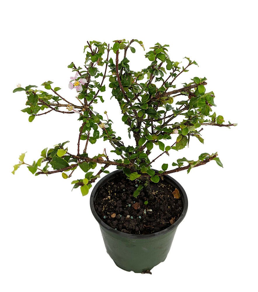 Singapore Miniature Holly Plant - Malpighia coccigera - Edible Fruit - 4" Pot
