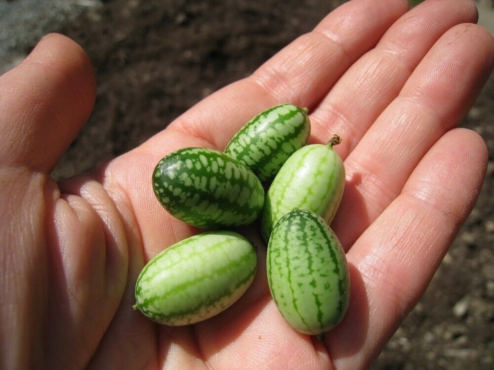 Mouse Melon Cucamelon 20 Seeds A Must For The Vegetable Garden