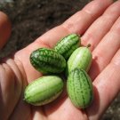 Mouse Melon - Cucamelon - 20 Seeds - A Must for the Vegetable Garden
