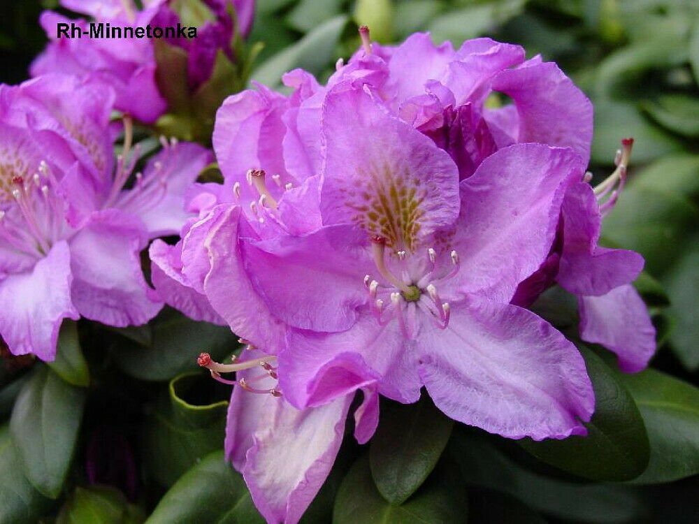Minnetonka Rhododendron - Very Hardy - Spectacular - 2.5" Pot