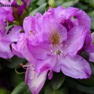 Minnetonka Rhododendron - Very Hardy - Spectacular - 2.5" Pot