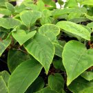 Fairchild Hardy Male Kiwi Plant - Actinidia arguta - 2.5" Pot