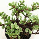 Creme & Green Mini Jade Plant - Portulacaria afra - 2.5" Pot