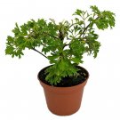 Japanese Ming Aralia Tree Plant - Polyscias - Indoor - 2.5" Pot