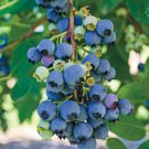 Jersey Highbush Blueberry Plant - Vaccinium - 2.5" Pot - Hardy