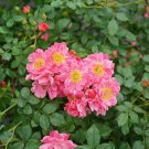 OSO EASY® Double Pink Rose-VERY HARDY Proven Winners - 4" Pot