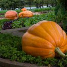Dills Atlantic Giant Pumpkin 15 Seeds -HUGE