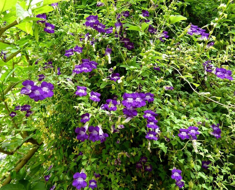 Joan Loraine Asarina - 10 Seeds - Trailing Snapdragon