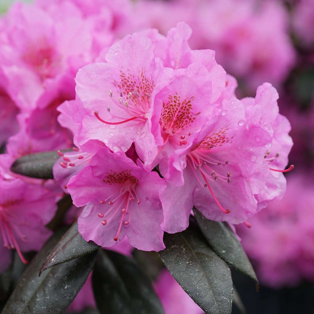 Black HatÂ® Rhododendron - Proven Winners - 4" Pot