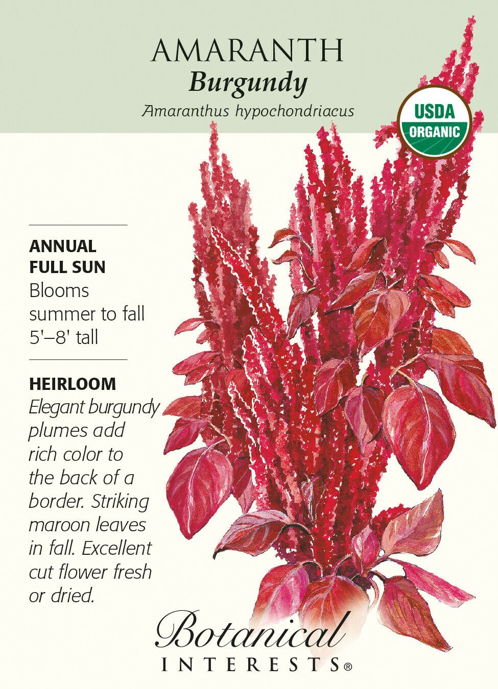 Burgundy Amaranth Seeds - 750 mg - Organic