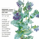 Purple Tear Honeywort Seeds - 2 Grams