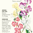 Perfume Delight Sweet Pea Seeds - 3 grams - Lathyrus