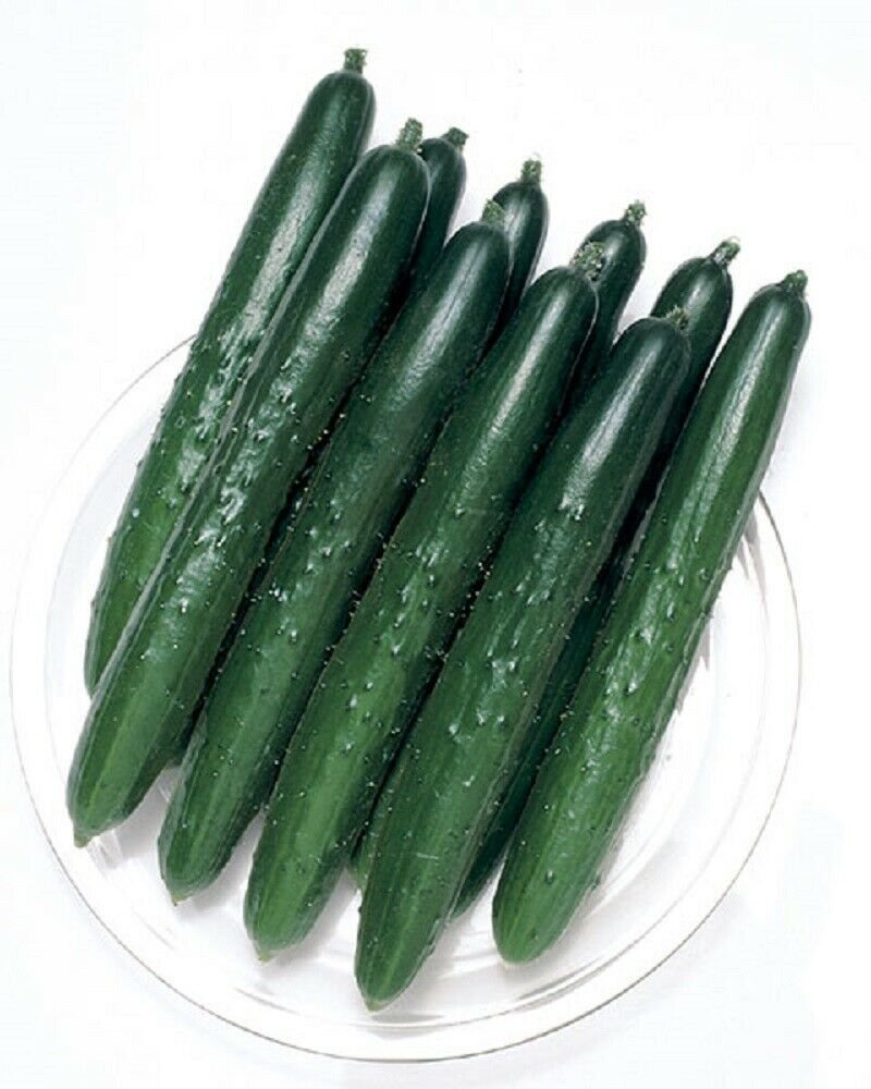 Summer Top Burpless Cucumber - 10 Seeds