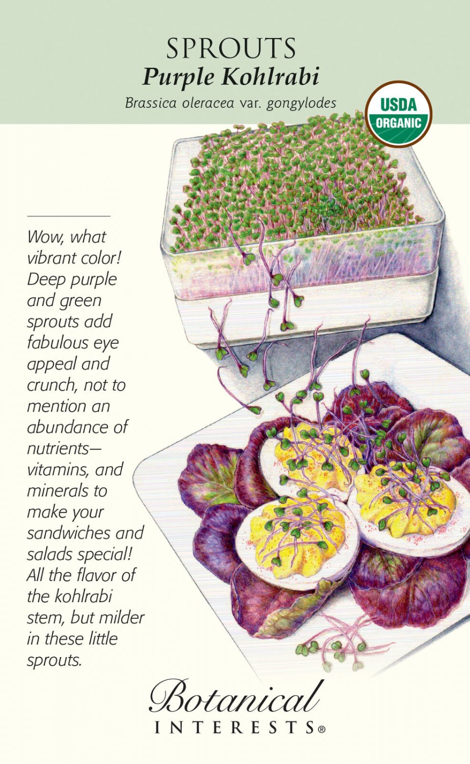 Purple Kohlrabi Sprouts - 10 Grams