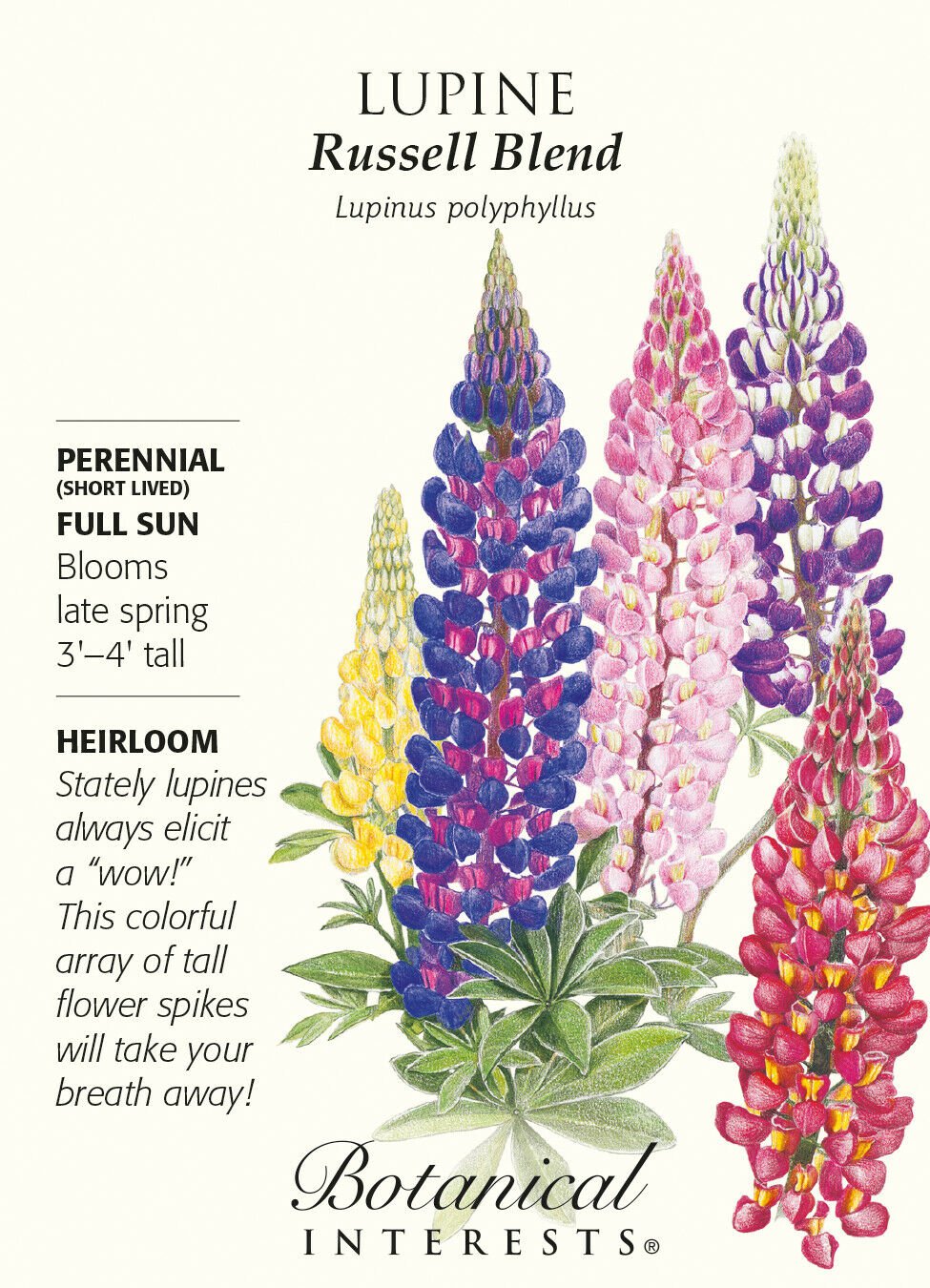 Russell Blend Lupine Seeds - 1.5 grams