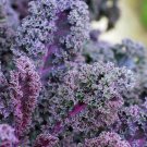 Scarlet Bor Kale - 20 Seeds - Vigorous