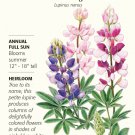 Pixie Delight Lupine Seeds - 1.5 grams