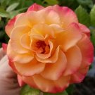 SUNORITA™ Landscape Rose - 4" Pot - Proven Winners