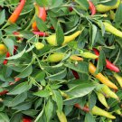 Red Hot Chili Pepper - 20 Seeds