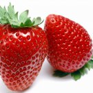 Eversweet Everbearing Strawberry 25 Bare Root Plants - Super Sweet