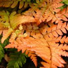Brilliance Autumn Fern - Dryopteris erythrosora - Quart Pot