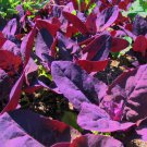 Orach Purple Passion Spinach 100 Seeds