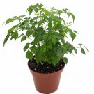 China Doll Plant - Radermachera sinica - Easy House Plant - 3.5" Pot