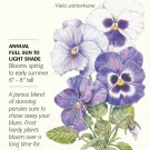 'Got the Blues' Pansy Seeds - 200 mg - Annual