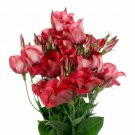 Arena Red Lisianthus - 20 Seeds - Long Lasting Blooms